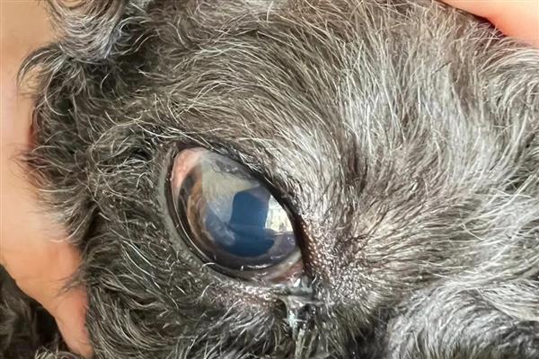 狗狗白内障过多久会失明,白膜覆盖整个瞳孔就会失去视力