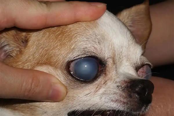 狗狗白内障过多久会失明,白膜覆盖整个瞳孔就会失去视力