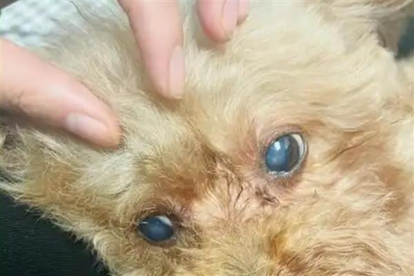 狗狗白内障过多久会失明,白膜覆盖整个瞳孔就会失去视力