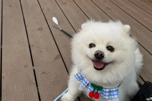 狗狗白内障过多久会失明,白膜覆盖整个瞳孔就会失去视力