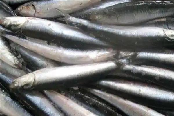 丁香鱼简介，是日本鳀鱼的幼体鱼苗