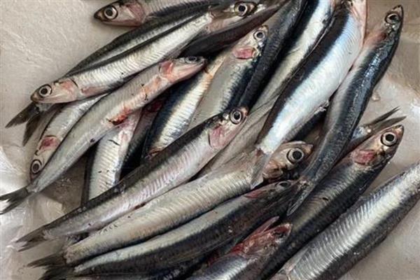 丁香鱼简介，是日本鳀鱼的幼体鱼苗