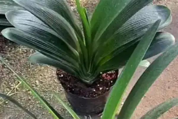 君子兰叶片不整齐如何解决,可人工修整