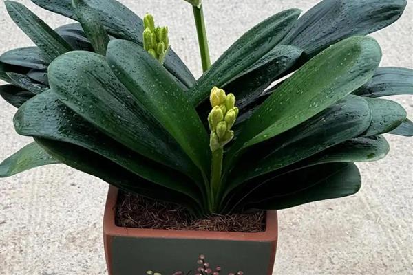 君子兰叶片不整齐如何解决,可人工修整