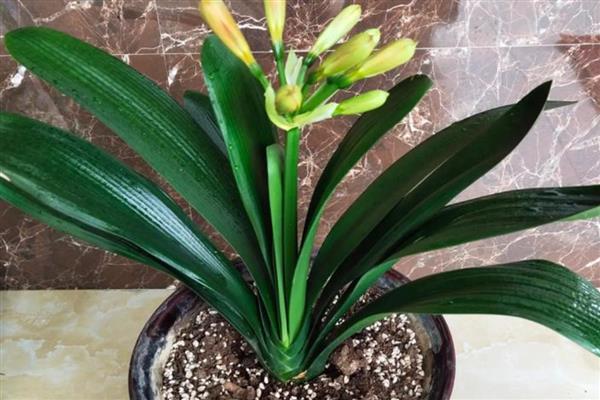 君子兰叶片不整齐如何解决,可人工修整