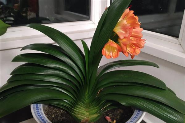 君子兰叶片不整齐如何解决,可人工修整