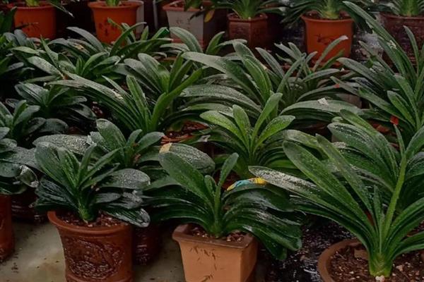 君子兰叶片不整齐如何解决,可人工修整