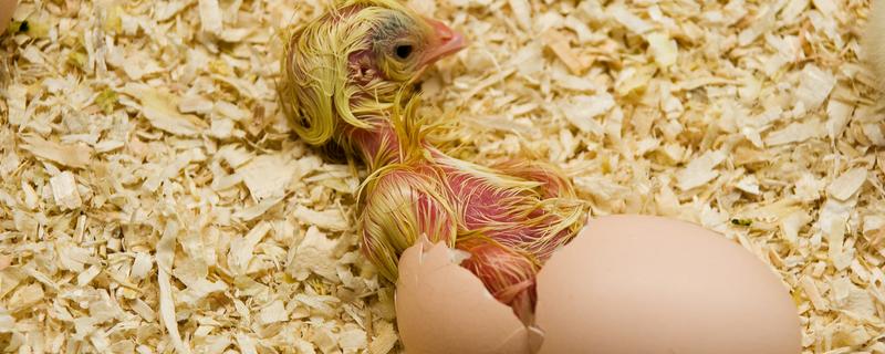 小鸡破壳有血是否会死亡，一般不会致死