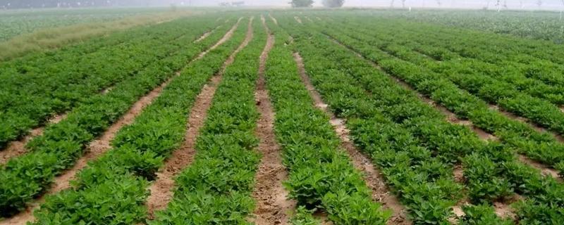 怎么给花生施肥，苗期可追施尿素和过磷酸钙