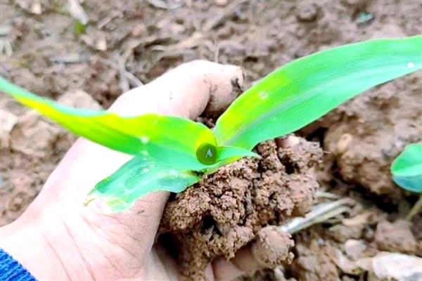 玉米怎么管理,3-4叶期需要间苗