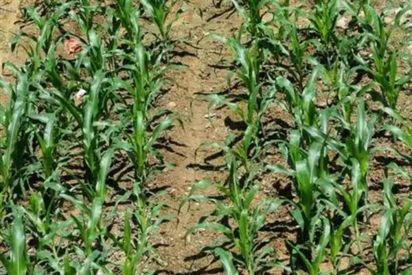 玉米怎么管理,3-4叶期需要间苗