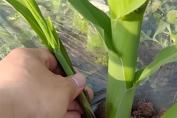 玉米怎么管理,3-4叶期需要间苗