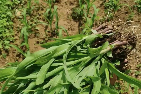 玉米怎么管理,3-4叶期需要间苗