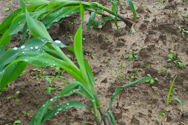玉米怎么管理,3-4叶期需要间苗