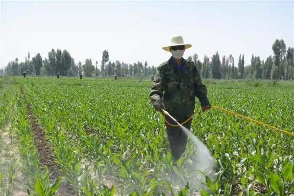 玉米怎么管理,3-4叶期需要间苗