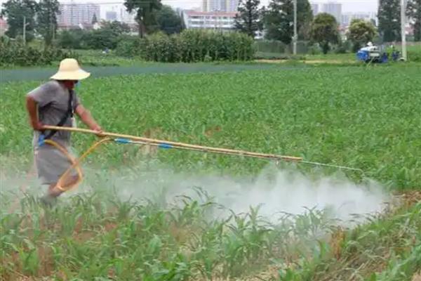 玉米怎么管理,3-4叶期需要间苗