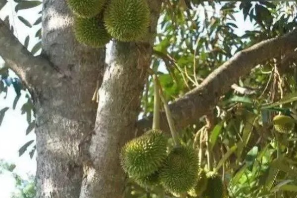 榴莲蜜的产地，产地有婆罗洲、文莱、印度尼西亚等