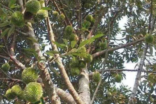 榴莲蜜的产地，产地有婆罗洲、文莱、印度尼西亚等