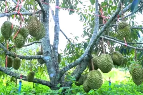榴莲蜜的产地，产地有婆罗洲、文莱、印度尼西亚等