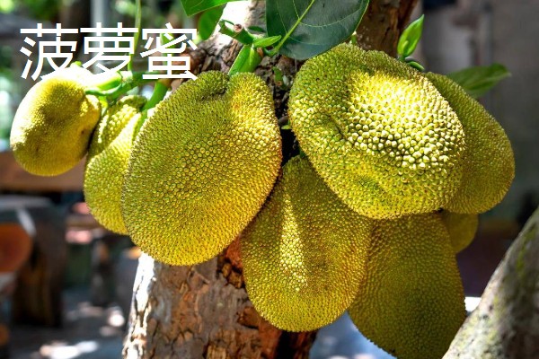 榴莲蜜的产地，产地有婆罗洲、文莱、印度尼西亚等