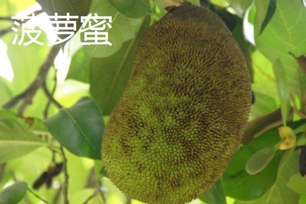 榴莲蜜的产地，产地有婆罗洲、文莱、印度尼西亚等