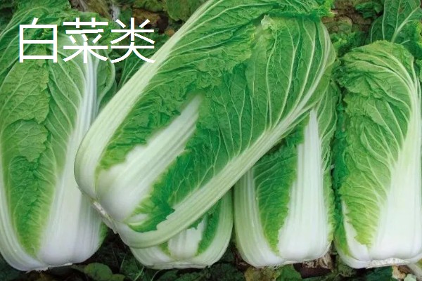 哪些蔬菜是绿通,分为以下11个种类