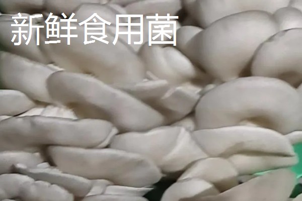 哪些蔬菜是绿通,分为以下11个种类