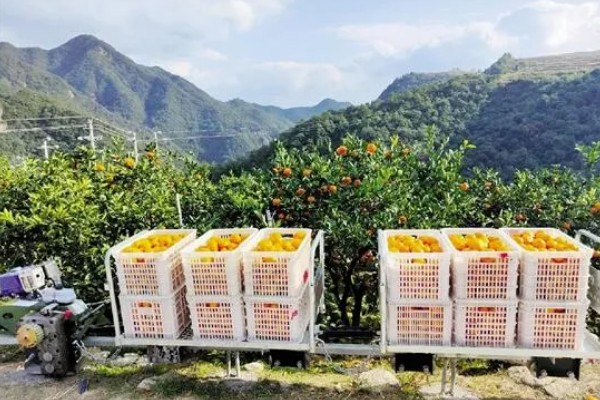 哪些蔬菜是绿通,分为以下11个种类