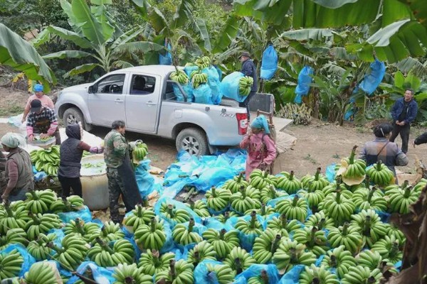 哪些蔬菜是绿通,分为以下11个种类