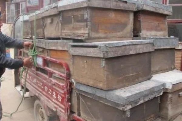 哪些蔬菜是绿通,分为以下11个种类