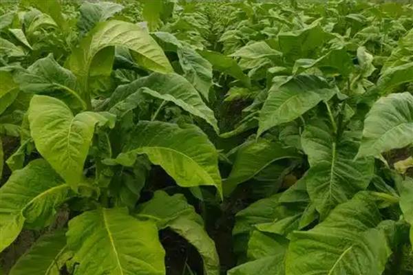 农产品有哪些,常见烟叶、毛茶、瓜果蔬菜等种类