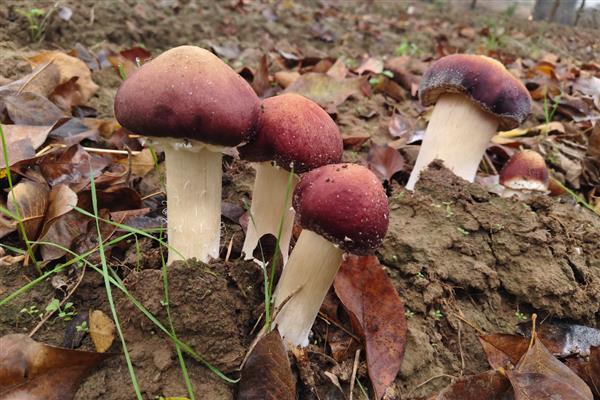 农产品有哪些,常见烟叶、毛茶、瓜果蔬菜等种类