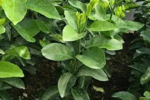 农产品有哪些,常见烟叶、毛茶、瓜果蔬菜等种类