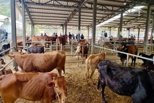 农产品有哪些,常见烟叶、毛茶、瓜果蔬菜等种类