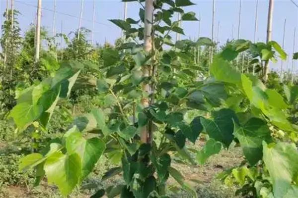 农产品有哪些,常见烟叶、毛茶、瓜果蔬菜等种类