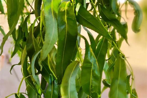 农产品有哪些,常见烟叶、毛茶、瓜果蔬菜等种类