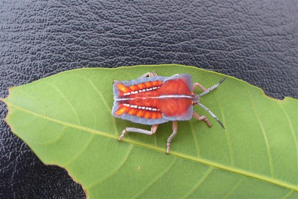 荔枝蝽象的价值,没有任何的药用价值