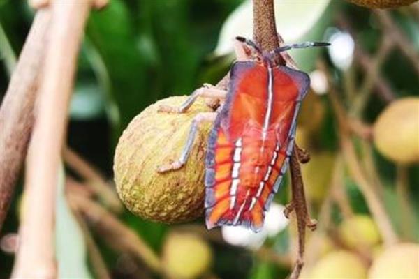 荔枝蝽象的价值,没有任何的药用价值