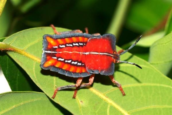 荔枝蝽象的价值,没有任何的药用价值