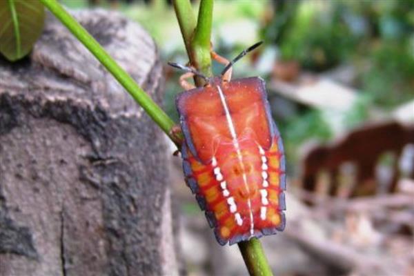 荔枝蝽象的价值,没有任何的药用价值