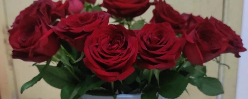 玫瑰花离开水多长时间会蔫,离开水2-3天就会枯萎