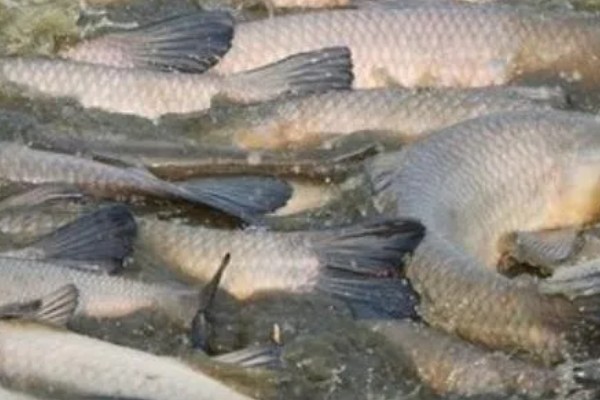 养青鱼一亩的产量,根据鱼苗的大小、密度等而定