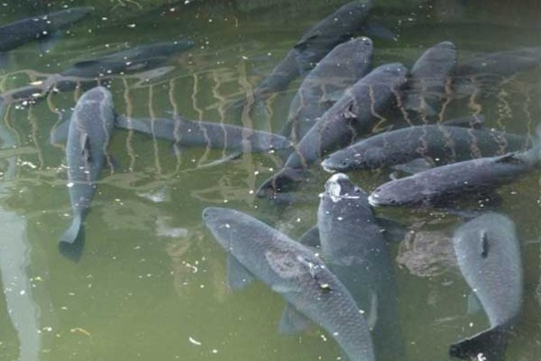 养青鱼一亩的产量,根据鱼苗的大小、密度等而定