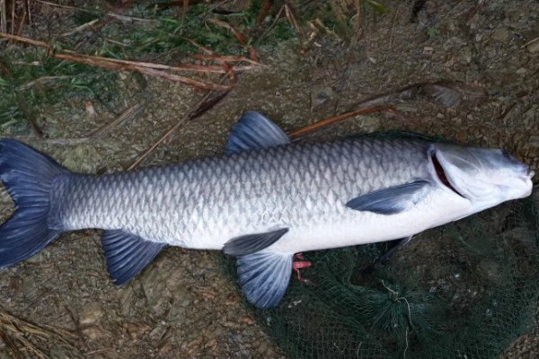 养青鱼一亩的产量,根据鱼苗的大小、密度等而定