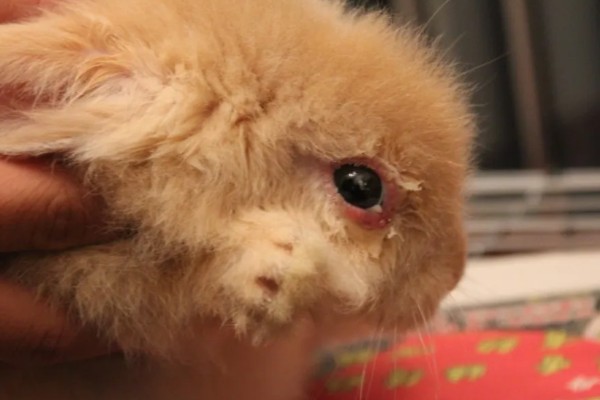 兔子为何眼圈红肿,可能是不注重饮食所致