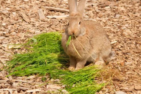 兔子为何眼圈红肿,可能是不注重饮食所致