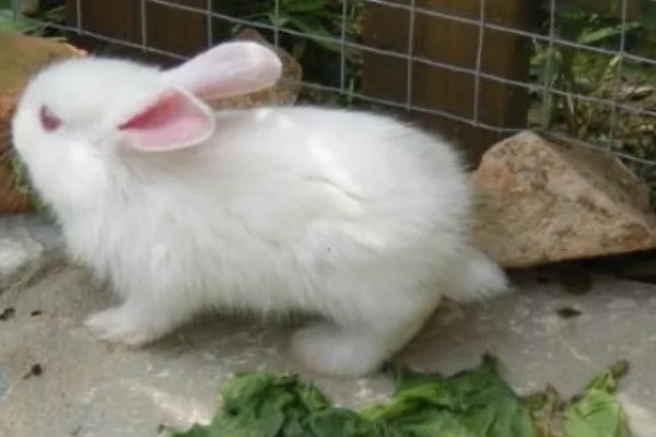 兔子为何眼圈红肿,可能是不注重饮食所致