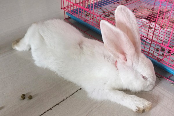 兔子为何眼圈红肿,可能是不注重饮食所致