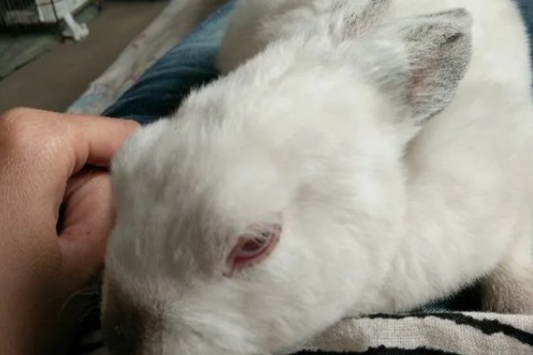 兔子为何眼圈红肿,可能是不注重饮食所致