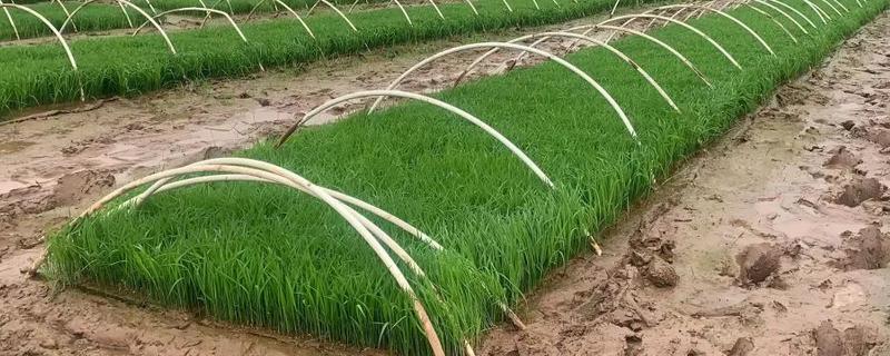 水稻怎么管理，插秧15天后要撒施复混肥